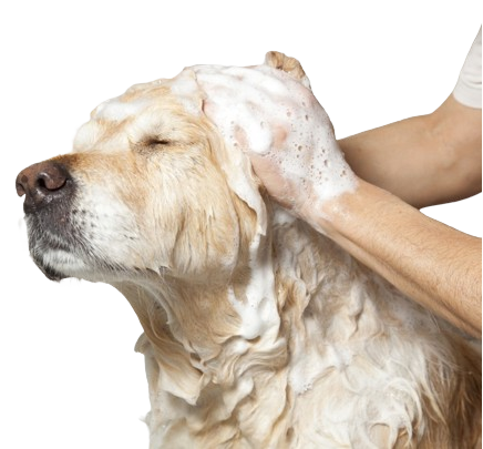 A Importância do Banho e Tosa Regular no Seu Pet