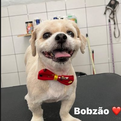 #Banho e Tosa na Penha
#PetShop na Penha
#PetShop
#BanhoeTosa
#banho e tosa
