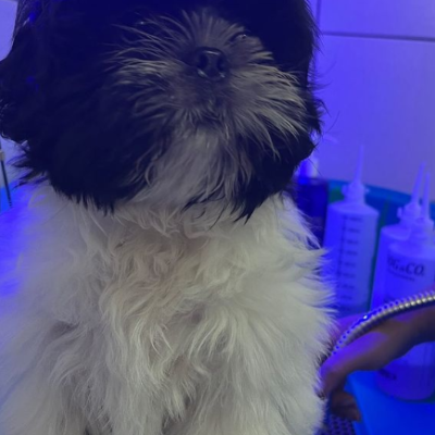 #Banho e Tosa na Penha#PetShop na Penha#PetShop#BanhoeTosa#banho e tosa