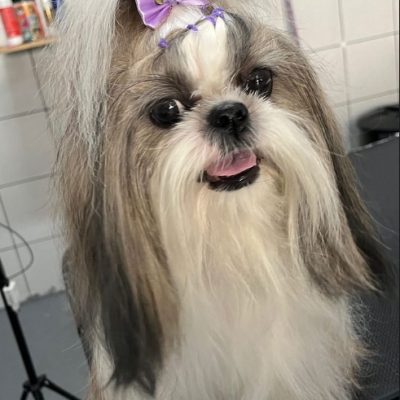 #Banho e Tosa na Penha#PetShop na Penha#PetShop#BanhoeTosa#banho e tosa