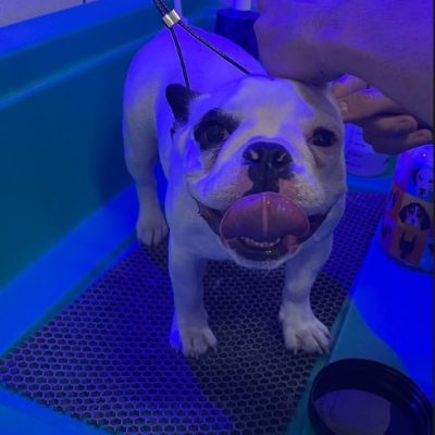 #Banho e Tosa na Penha
#PetShop na Penha
#PetShop
#BanhoeTosa
#banho e tosa